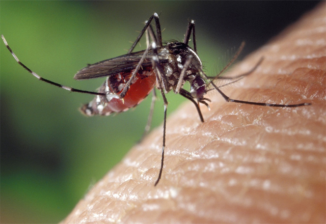 Alertan en Tamaulipas por variante 3 de dengue