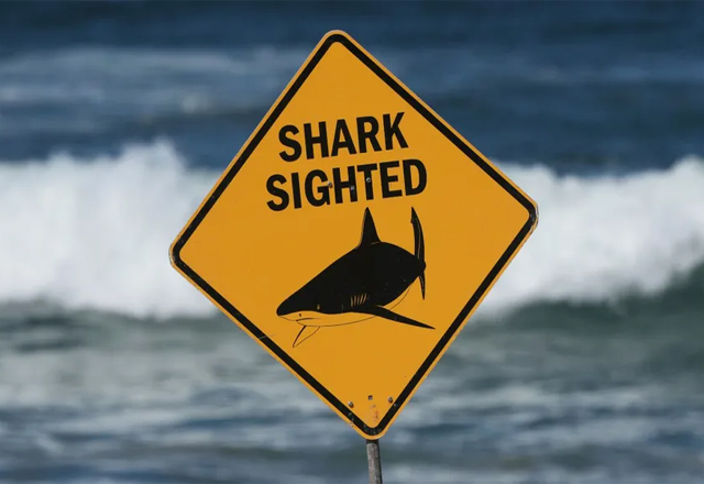 Tiburón as3sin@ a joven y deja grave a otro en ataque «extremadamente raro»