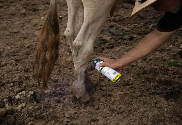 Anuncian medidas para prevención del gusano barrenador en Tamaulipas