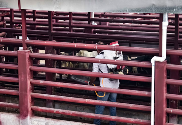 Agricultura anuncia resultados positivos en estrategia contra el gusano barrenador en Tamaulipas