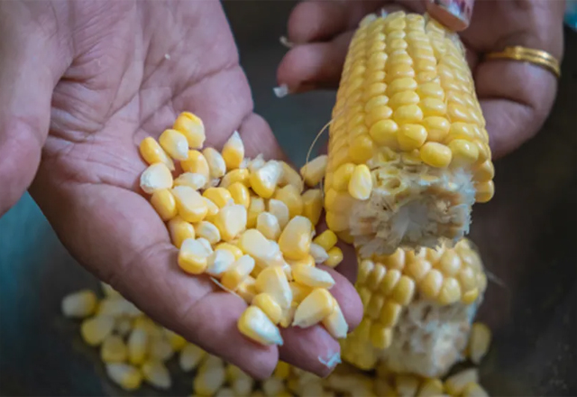 Productores de Tamaulipas recibirán $850 por tonelada de maíz amarillo