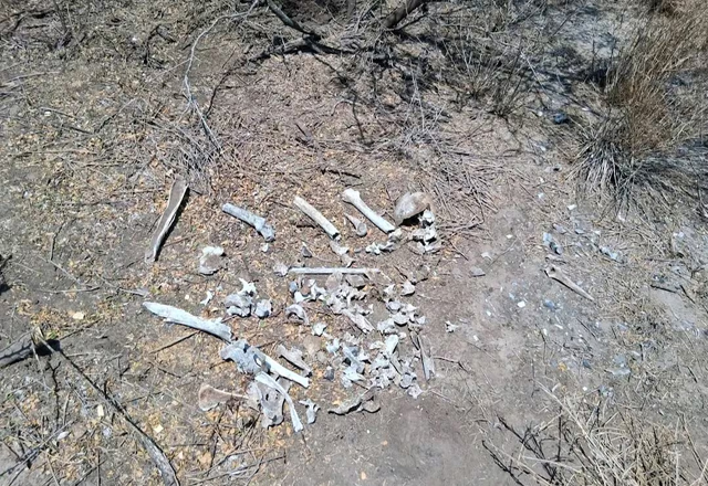 Colectivo localiza r3st0s ós3os en fracc. de Reynosa; suman 11 hallazgos en esta frontera de Tamaulipas