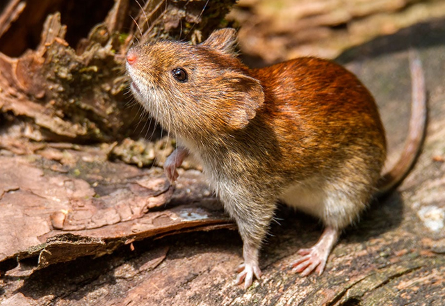Tres muertos por presunto brote de hantavirus en crucero que navegaba en el Atlántico