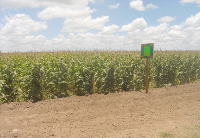 Rescatan producción en campo