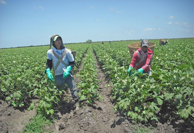 Preocupa a productores de okra bajo rendimiento