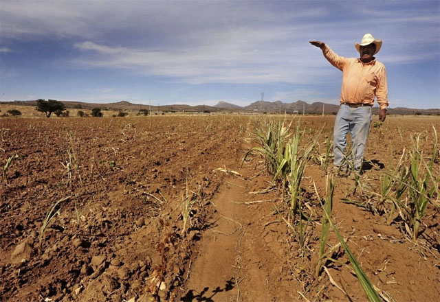 Sequía golpea al campo de Tamaulipas; productores esperan lluvias