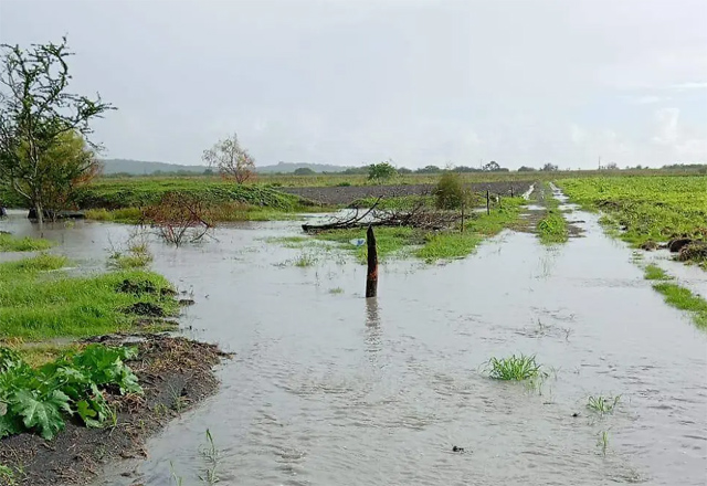Lluvias dan respiro al campo de Tamaulipas, pero la sequía aún no termina
