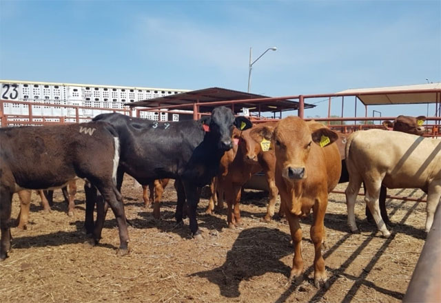Ganaderos de Matamoros se preparan para retomar exportaciones a Estados Unidos
